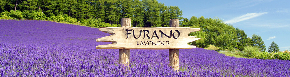 Lavender