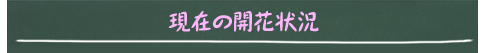 現在の開花状況