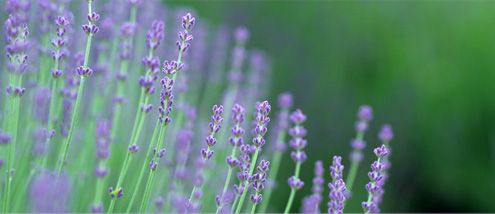 ラベンダー情報 色とりどりの花畑を楽しむ ふらの観光協会公式サイト Furano Index