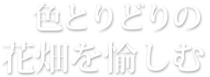 色とりどりの花畑を楽しむ