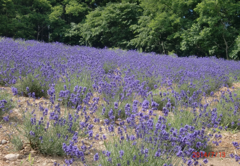 Nanakaの花畑 お土産 民芸品 グッズ 飲食 買物一覧 ふらの観光協会公式サイト ふらのindex
