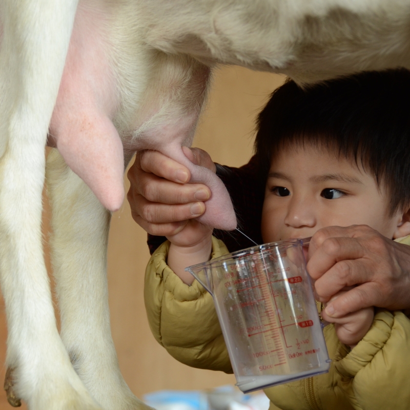 ヤギの乳搾り体験 Goat keeper milking experience