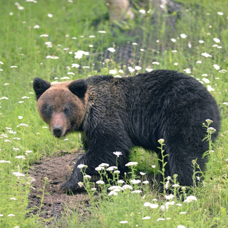 3月はヒグマが冬眠から目覚めます