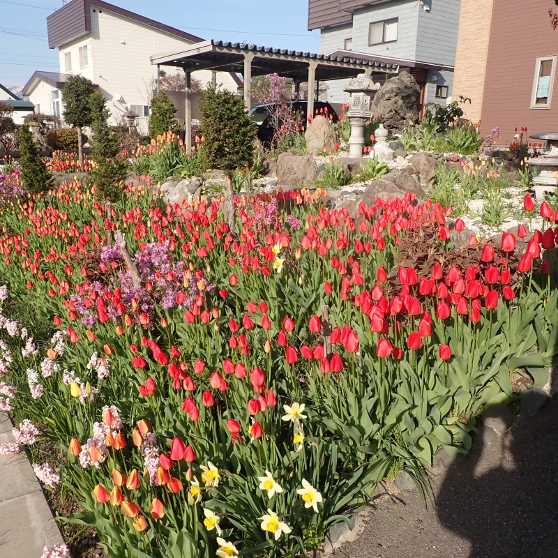 Tulip lover