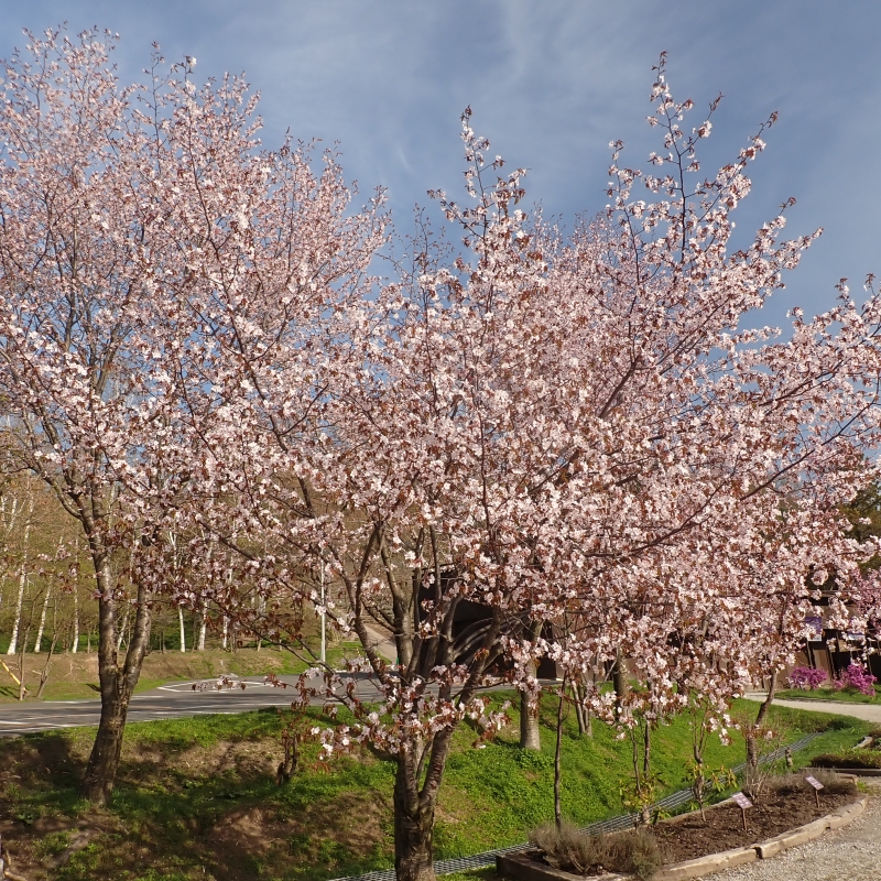 Sakura at Farm Tomita
