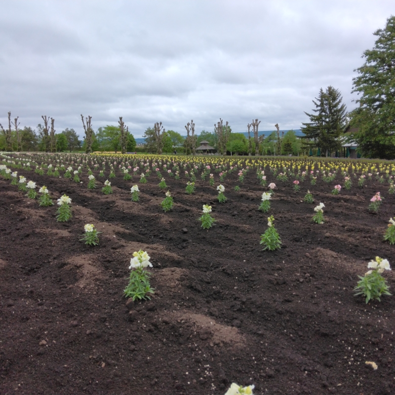 Flower fields planted at Farm Tomita