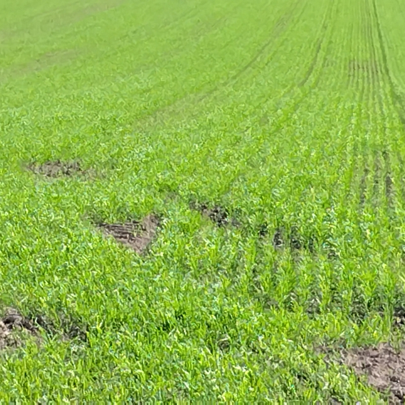 From top to bottom: Wheat, onions, carrots