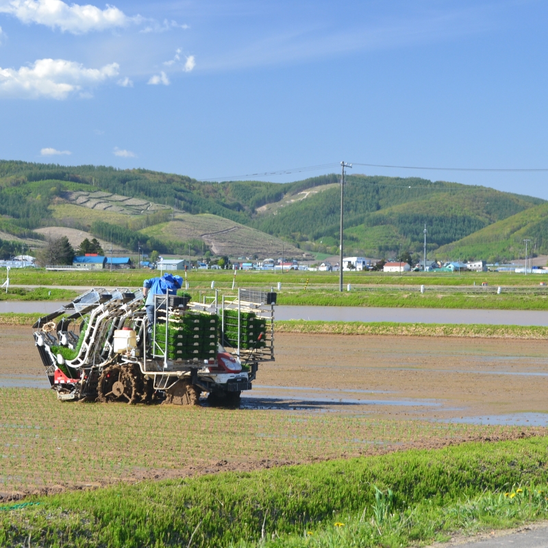 Rice｜Furano Tourism Association Official Website Furano index