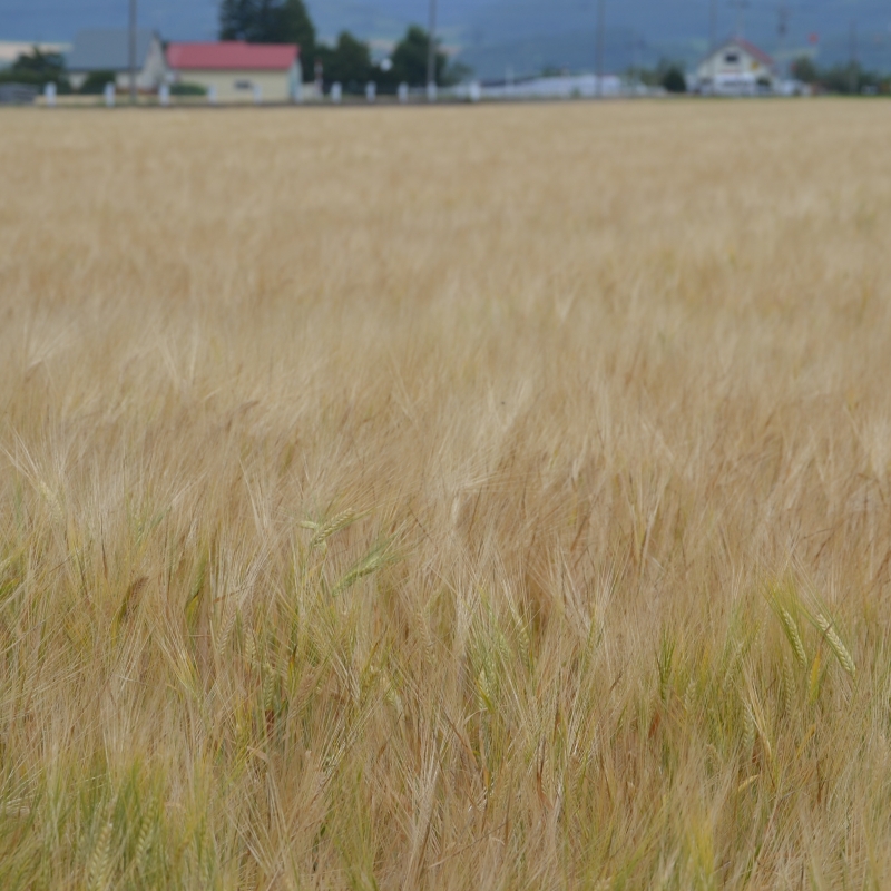 From top to bottom: Wheat, Onions (mid-Big Flop), Barley