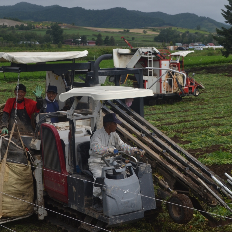 Carrot Harvester