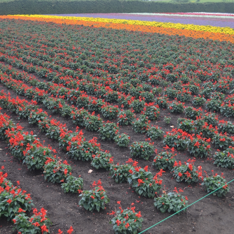Farm Tomita still has lots of flowers