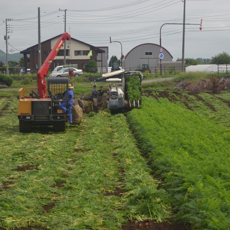 Carrot harvesting