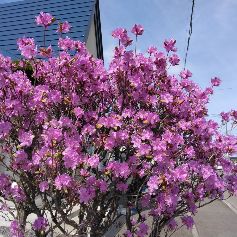 Plum blossoms