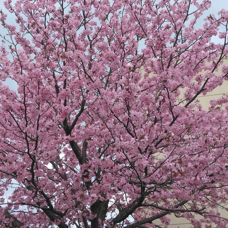 Yeah--Cherry Blossoms!