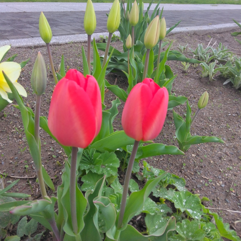 First Tulips of the season