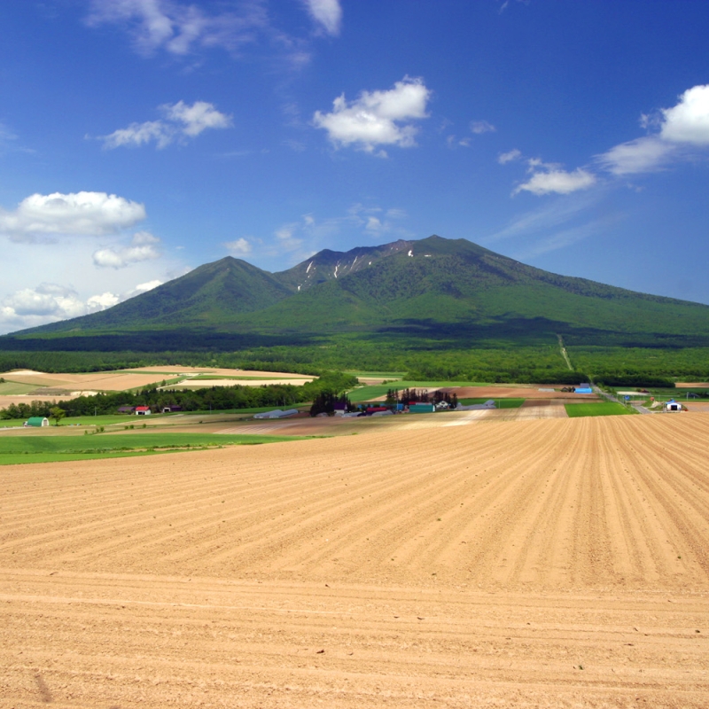 写真はイメージです