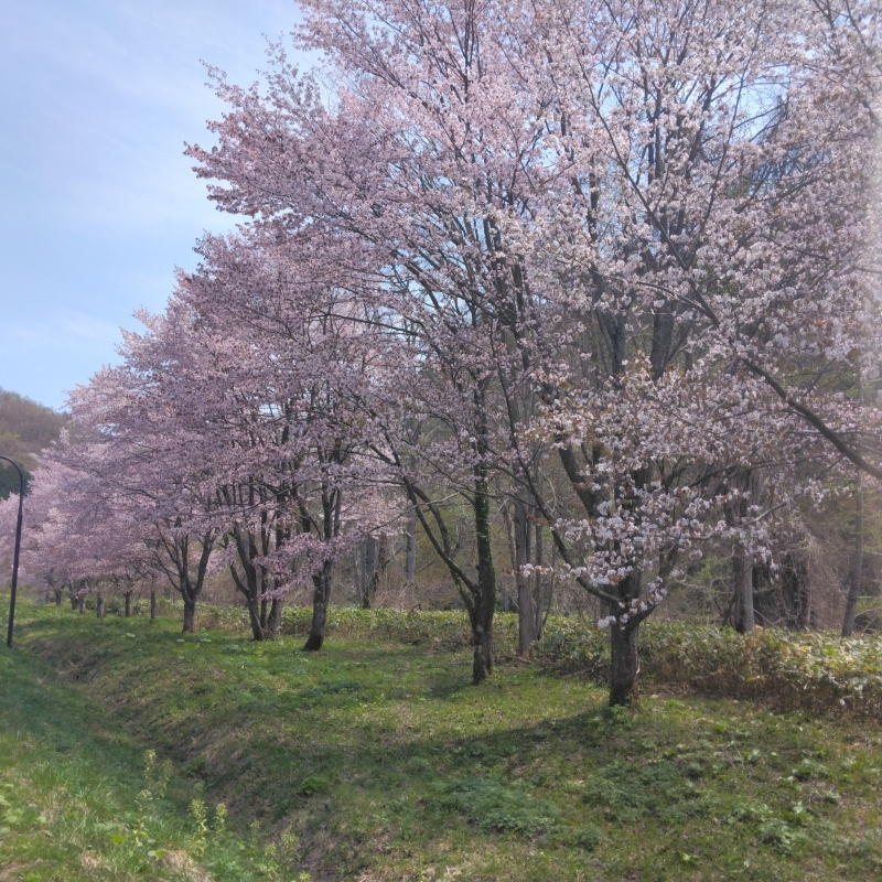 Sakura along the road to Rokugo