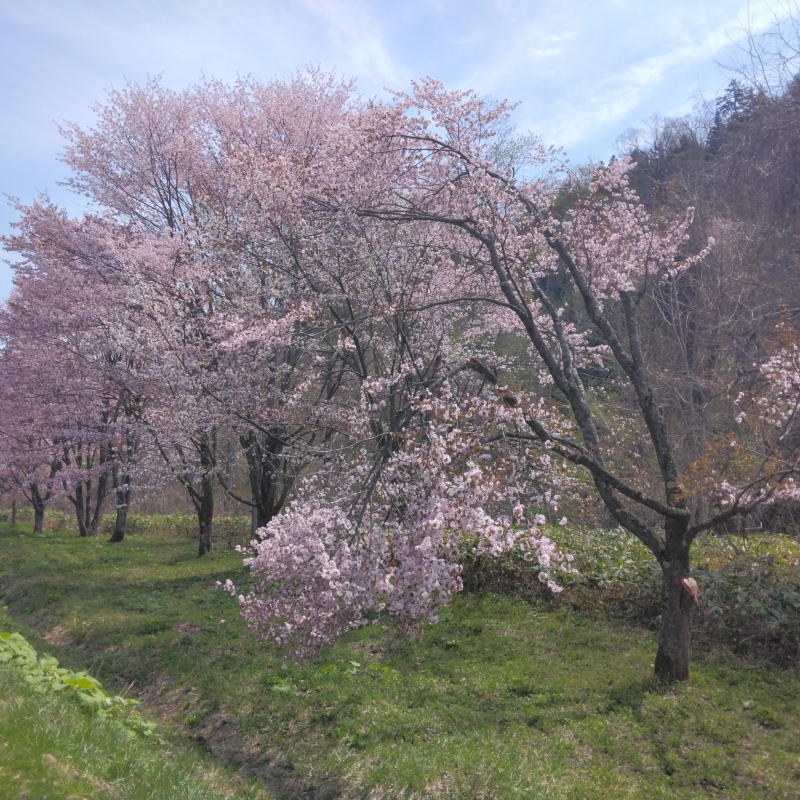Sakura along the road to Rokugo