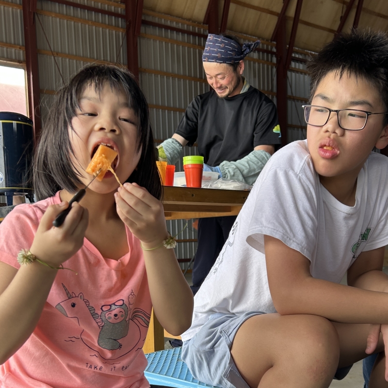 富良野メロン収穫体験 Furano melon harvesting