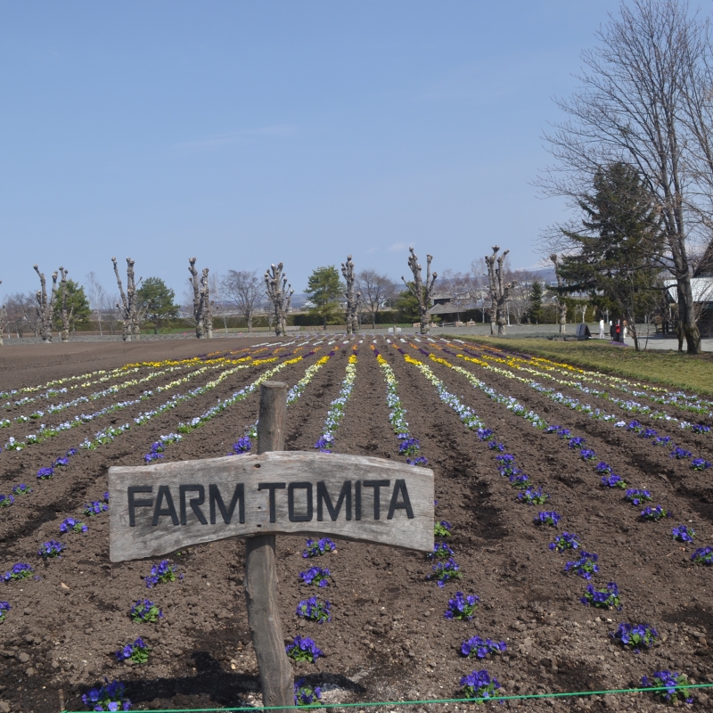A small field of violas