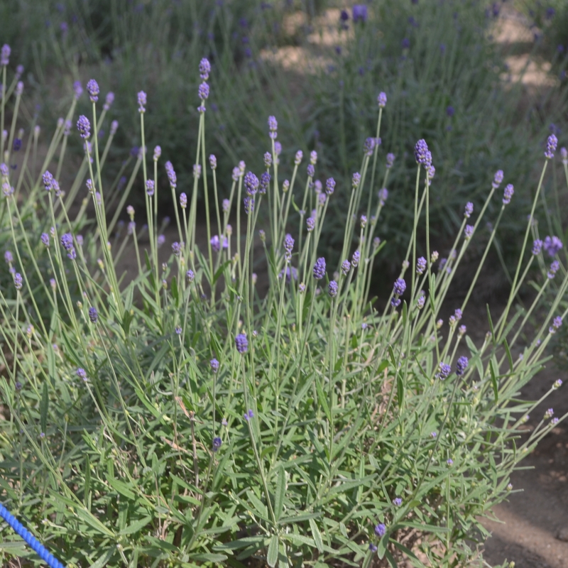 Lavender buds have appeared in the greenhouse!