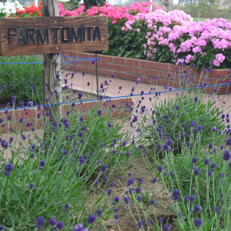 Lavender in greenhouse