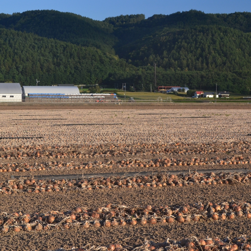 Onion field ready for harvest