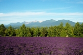 Flower Farms and Gardens