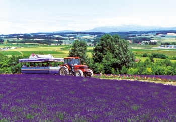 Flower Land上富良野