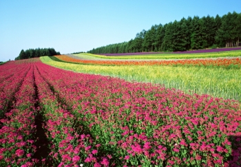 富田農場