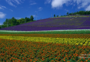 中富良野町營薰衣草園