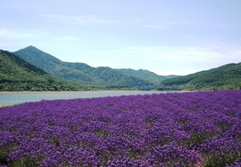 南富良野造街觀光協會