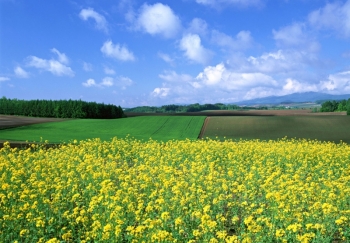 Coop'超市富良野店