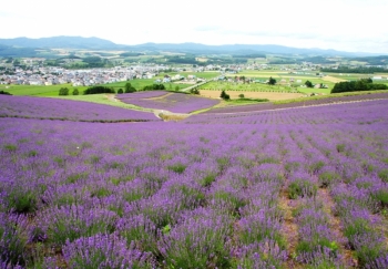 Kamifurano Tokachidake Tourism Association