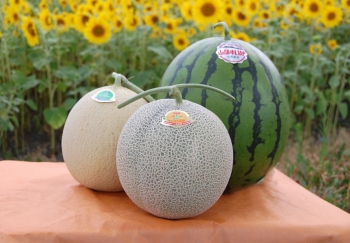 Furano's Melon Shop