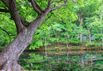 鳥沼公園