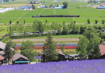 搭乘巴士和列車巡遊 富良野・美瑛之旅