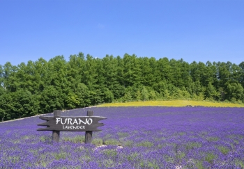 Furano Winery & Furano Wine House