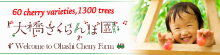 26.1-7　大橋さくらんぼ　韓